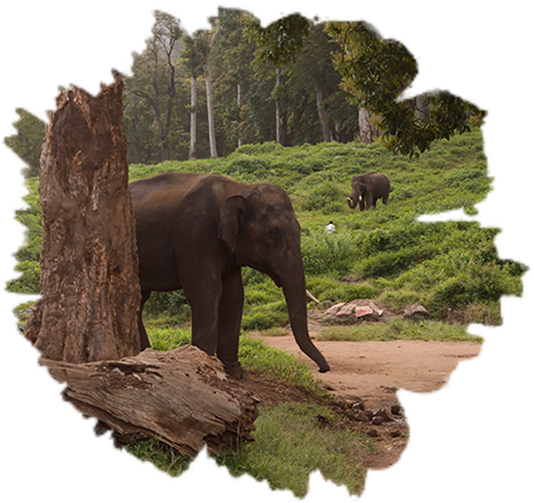 elephant safari in topslip