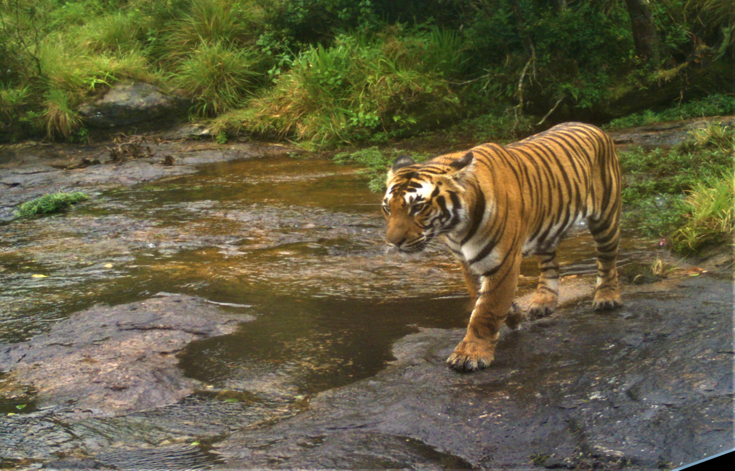 Digital Library | Anamalai Tiger Reserve
